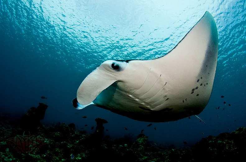 Slide 94 / 129 Ecosystems and Organisms Manta rays are large stingrays. They can grow to be 7 meters across!