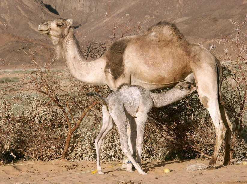 Slide 95 / 129 Camels Versus Polar Bears Camels live in the desert ecosystem.