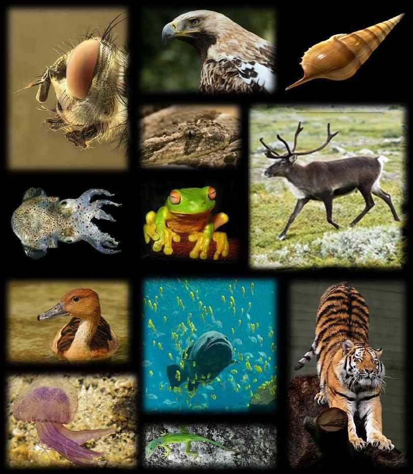Slide 20 / 129 Biodiversity Collage Earth has about 8.