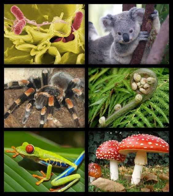 Slide 9 / 129 Bio Bio means life. If we combine bio with diversity, we get biodiversity.
