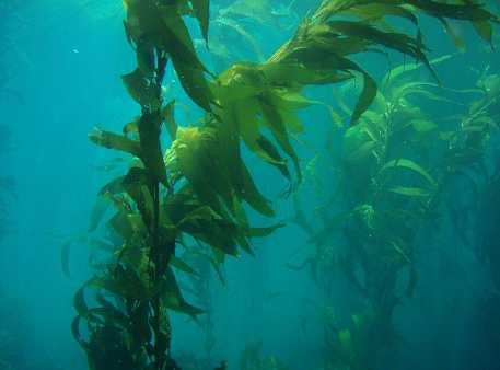 Slide 76 / 129 Algae Algae is also called seaweed.