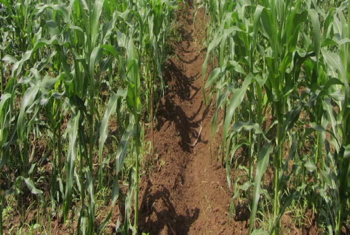 Maize farming in March May 2015 (spacing 35cm by 90 cm) Maize cultivation in the long rainy season after fallow with rice crop residues incorporated Incorporated into the soil Treatments: RCBD with
