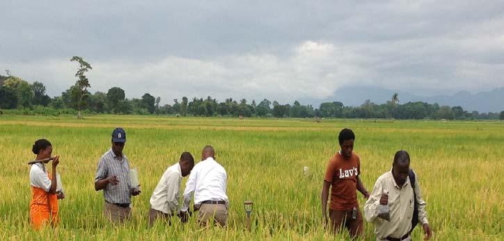 Experiment 3: Continuous irrigated paddy farming system: Three seasons; Rice (SARO variety) planted in Jan 2014 and