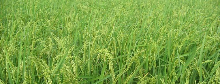 Effect of System of Rice Intensification (SRI) maize rotation and