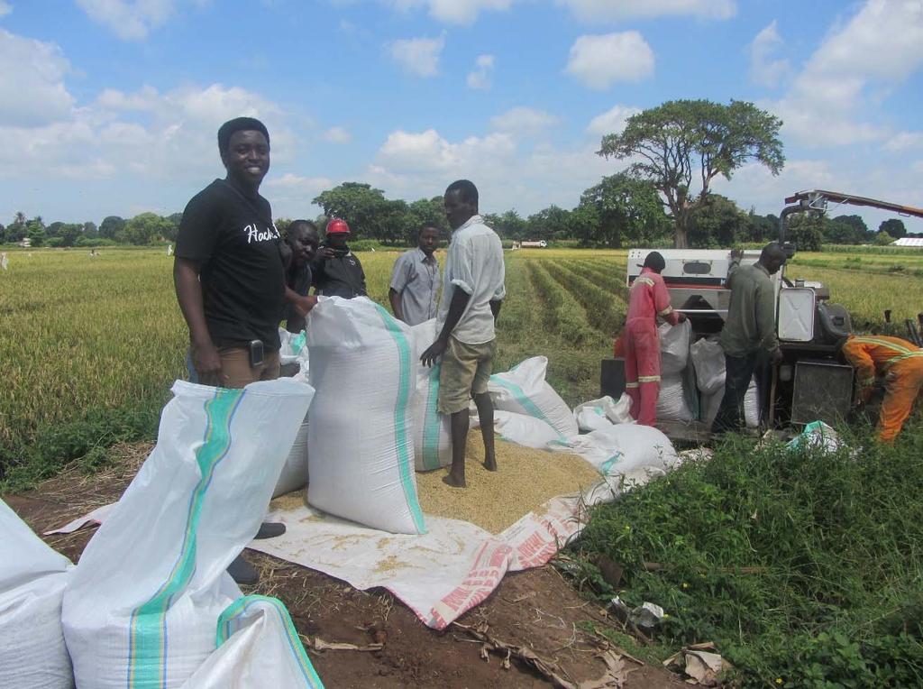 Conclusions and recommendations The study has clearly demonstrated that it is possible to increase productivity of maize cropping system by incorporating