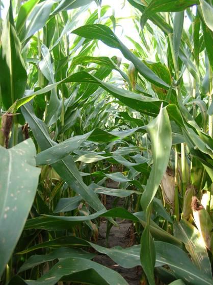 against low to moderate disease pressure. However, in years when weather conditions are very conducive for disease, a fungicide application can provide a substantial economic benefit.