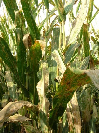Most of the pathogens, such as northern leaf blight, overwinter in diseased corn leaves, husks and other plant parts.