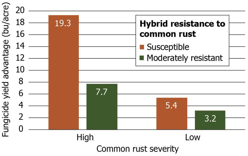 Common rust was prevalent at a trial at Macomb, IL, along with low to moderate levels of gray leaf spot and northern leaf blight.