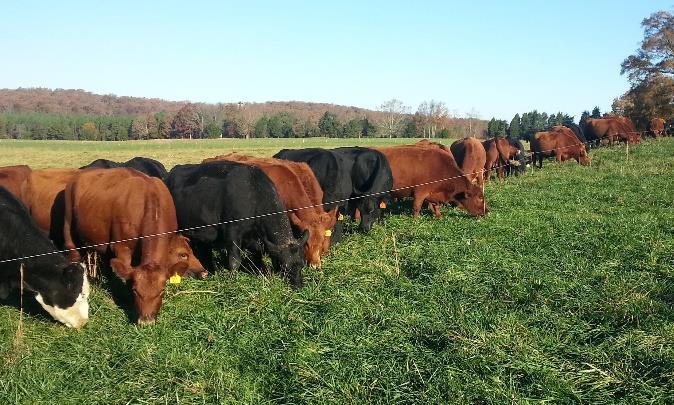 land requirements), so it would likely be more advantageous to use the land for smaller livestock (pork, poultry, small ruminants, etc.). Although the small amount of land can limit the ability to grow out species like cattle, you can still market a variety of products, including beef, to your customers.