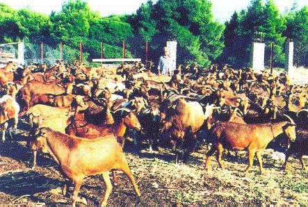 30 Animal recording systems in Greece Figure 1. A flock of milk-recorded Skopelos goat breed (Animal Genetic Improvement Centre of Karditsa).