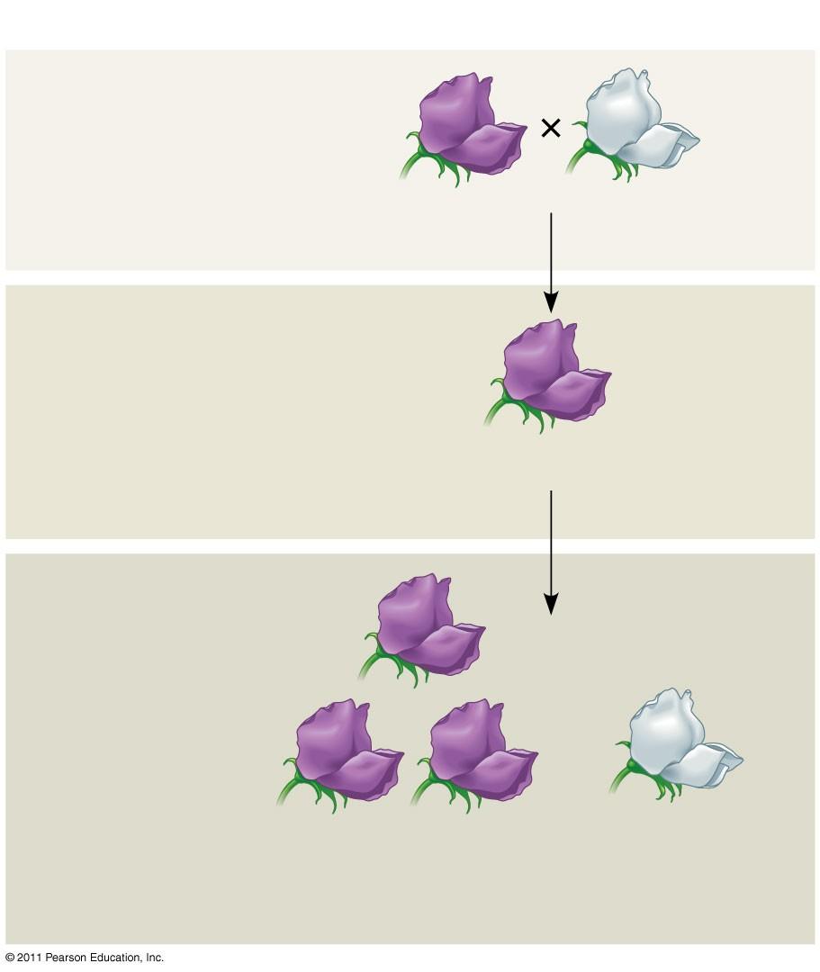 The Law of Segregation When Mendel crossed the F hybrids, many of the F 2 plants had purple flowers, but some had white Mendel discovered a ratio of about three to one, purple to white flowers, in