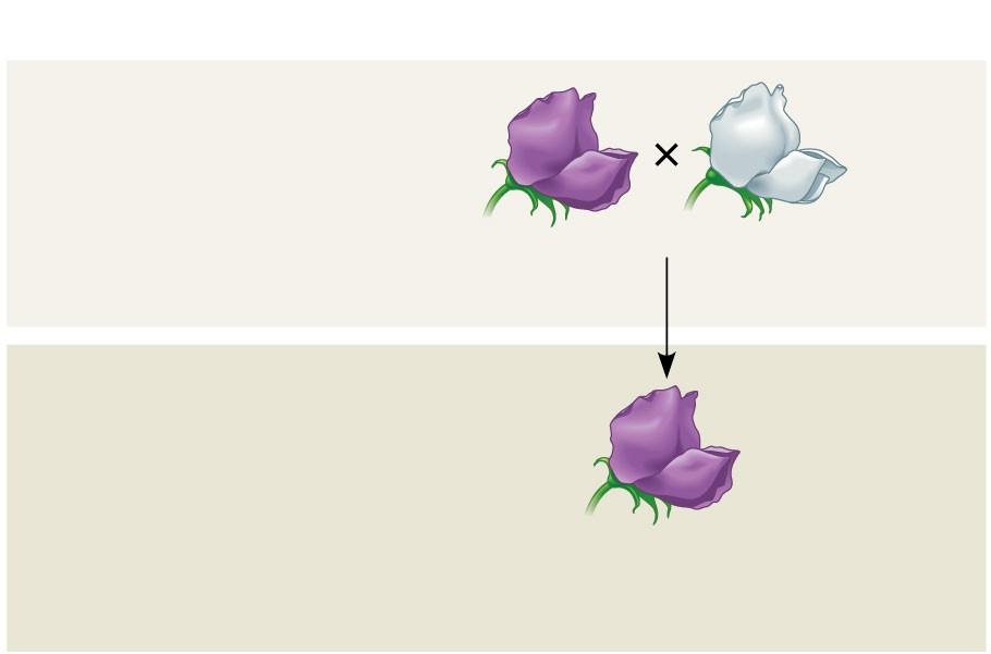 The Law of Segregation States that the two alleles for a heritable character segregate during gamete formation When Mendel crossed contrasting, true-breeding whiteand purple-flowered pea plants, all