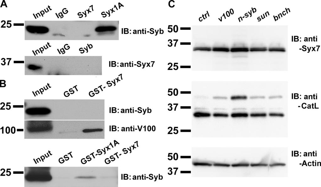 Figure S4. n-syb does not directly interact with the early endosomal Syntaxin Syx7, and loss of n-syb causes more severe pro-cathepsin accumulations than lysosomal degradation mutants.
