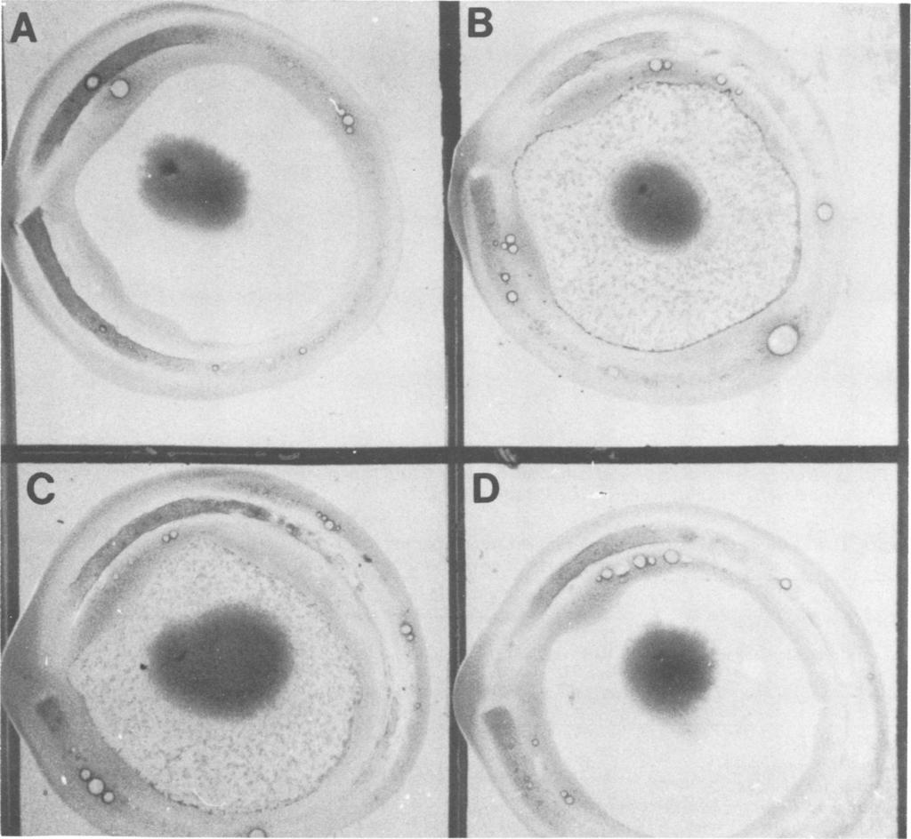VOL. 3, 1976 RAPID IDENTIFICATION OF SALMONELLA AND SHIGELLA 341 B.I, a Downloaded from http://jcm.asm.org/ FIG. 1. Reaction seen when a suspected enteric pathogen is "stab" transferred to a MacConkey plate.