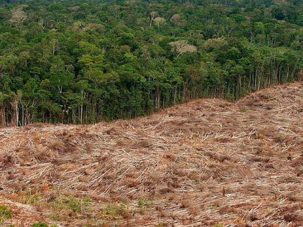 Negative impacts Deforestation in Amazonia, Congo Basin, Indonesia, Malaysia