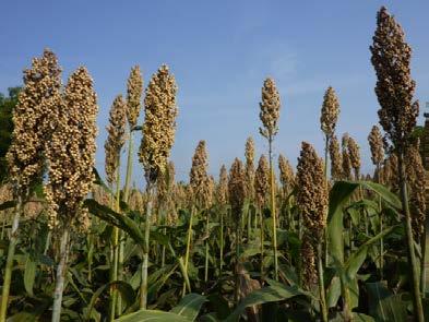 and fodder (case of India): a sweet sorghum with high production f grain + high