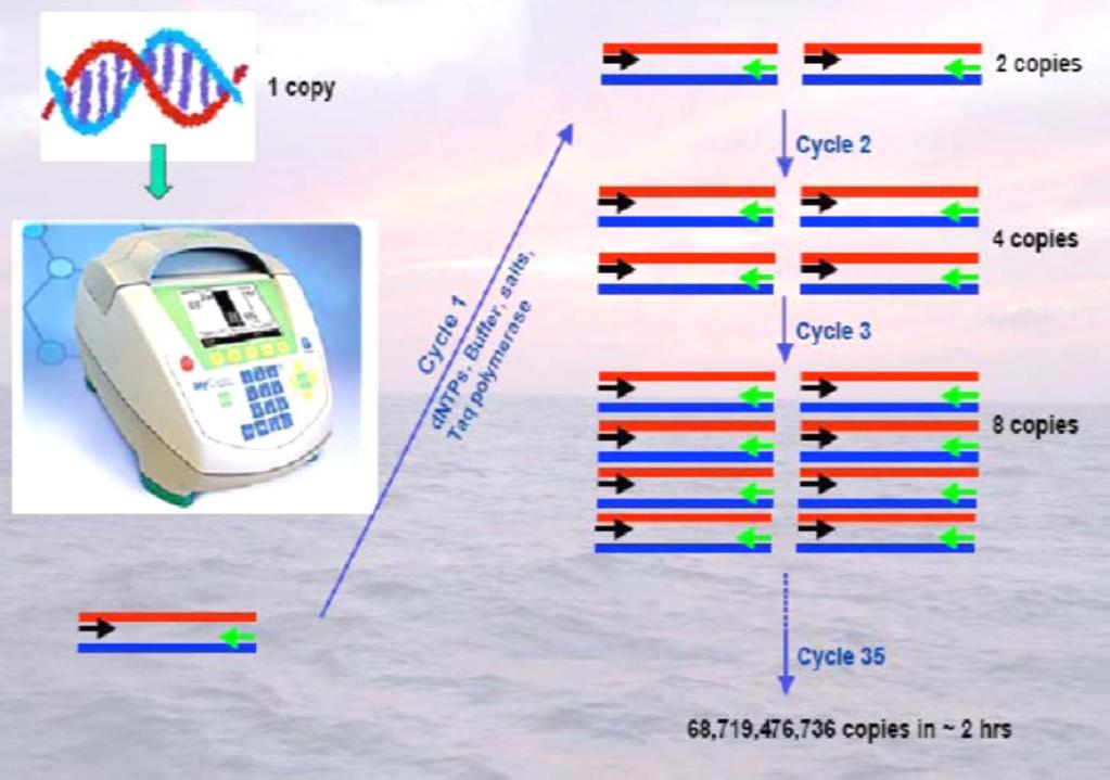 PCR useful molecular biology tool for xeroxing genetic material DGGE Denaturing Gradient Gel Electrophoresis DGGE is based on PCR products separation due to its sequence, not DNA fragment size.
