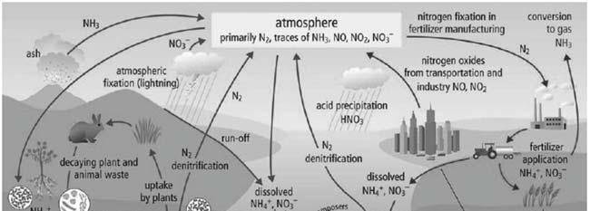 Nutrient Cycles: The Nitrogen Cycle (continued) Excess nitrogen dissolves in water, enters the waterways, and.