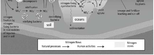 See page 81 Nutrient Cycles: The Nitrogen Cycle (continued) can also affect the nitrogen cycle.