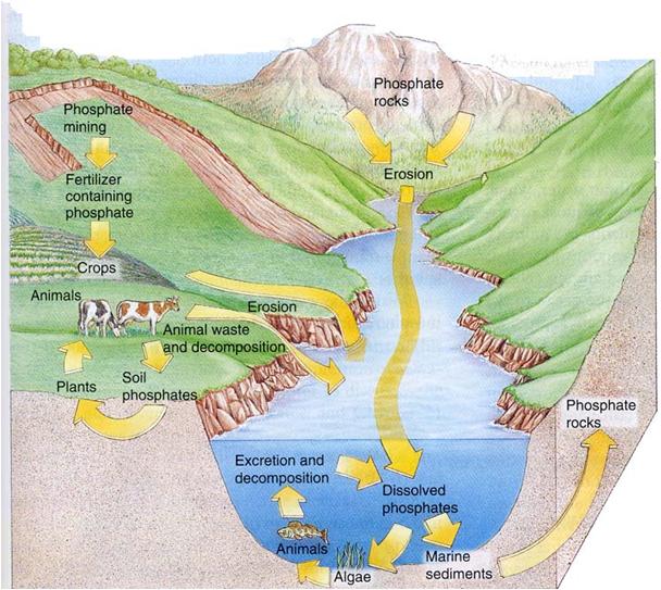 Nutrient & water cycles.