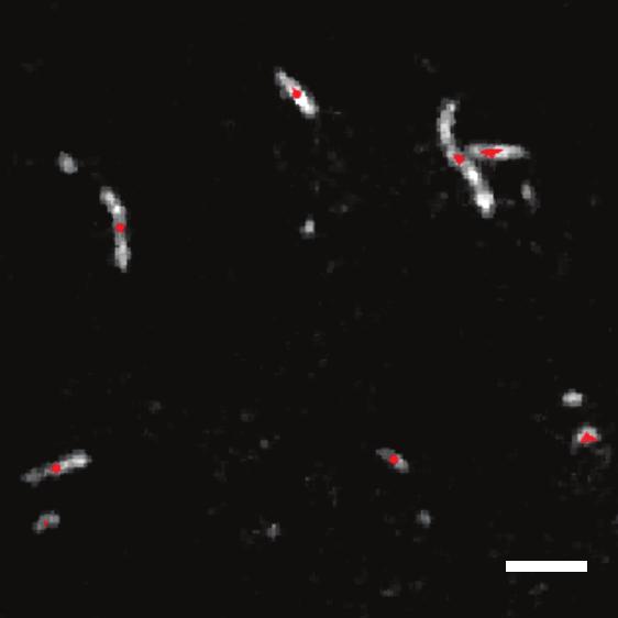In vitro motility assays show Ca 2+ -dependent activation of regulated actin and regulated actin with DA sliding without significant differences at pca 3 and pca 9 (Fig S3, Video S1).