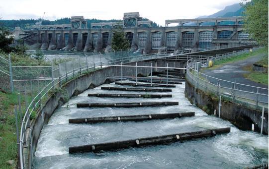 Dams and Reservoirs Salmon population in Columbia