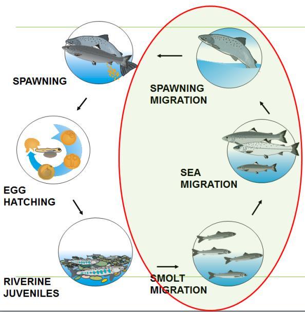 Migratory fish, Salmon Population model Lähde: Aki Mäki-Petäys,