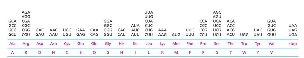 An mrna sequence is Decoded in sets of Three Nucleotides - The nucleotide sequence of an mrna is translated into the amino acid sequence ofa protein via the genetic code.