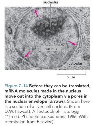 Introduction mrna Processing heterogeneous nuclear RNA (hnrna) RNA that comprises transcripts of nuclear genes made by RNA polymerase II; it has a wide size distribution and low stability.