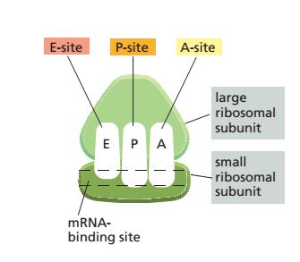 - Each ribosome contains a binding site for an mrna molecule and three binding sites for trna molecules, called the A-site, the P-site, and the E-site - The appropriate charged trna enters the A-site