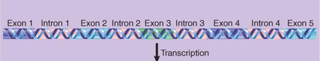 Pre-mRNAs are not exported until processing is complete;