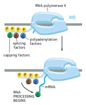The enzymes responsible for RNA processing ride on the tail of the eucaryotic RNA polymerase as it transcribes an RNA,