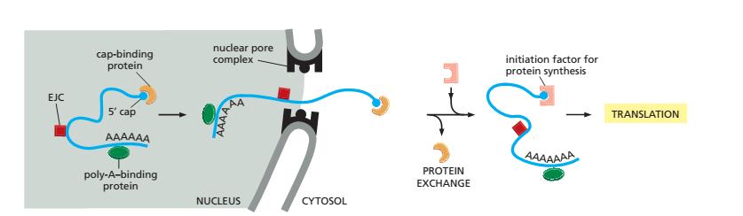 mrnas Are selectively exported from the Nucleus Poly-A binding proteins, a
