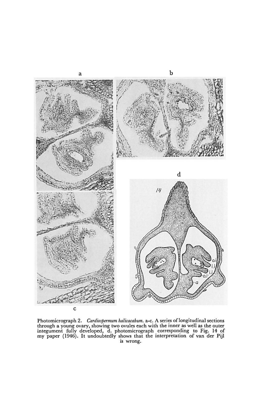 a b d c Photomicrograph 2. a-c. Cardiospermum halicacabum.