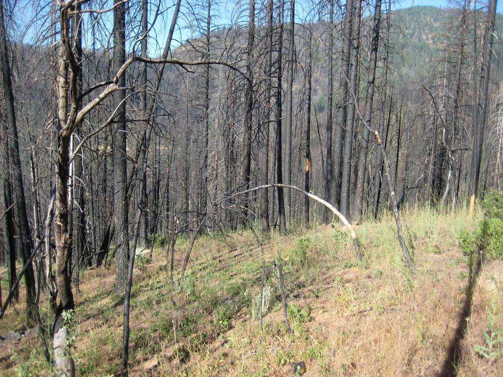 Managing forests and fire in landscapes historically associated with frequent