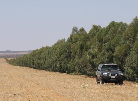Dozens of different lignocellulosic feeds trialled successfully Across South Australia: Plantation