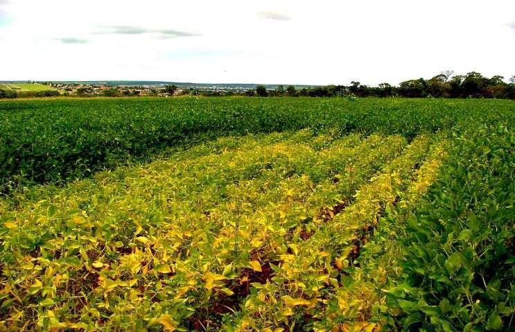 The First Agricultural Revolution in Brazil Building