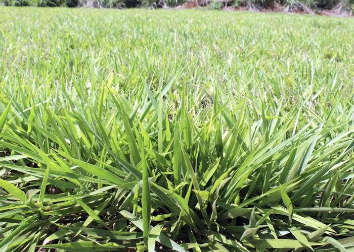 Grass 180 M ha of pastures in Brazil The inoculation of Brachiaria grass with selected strains of