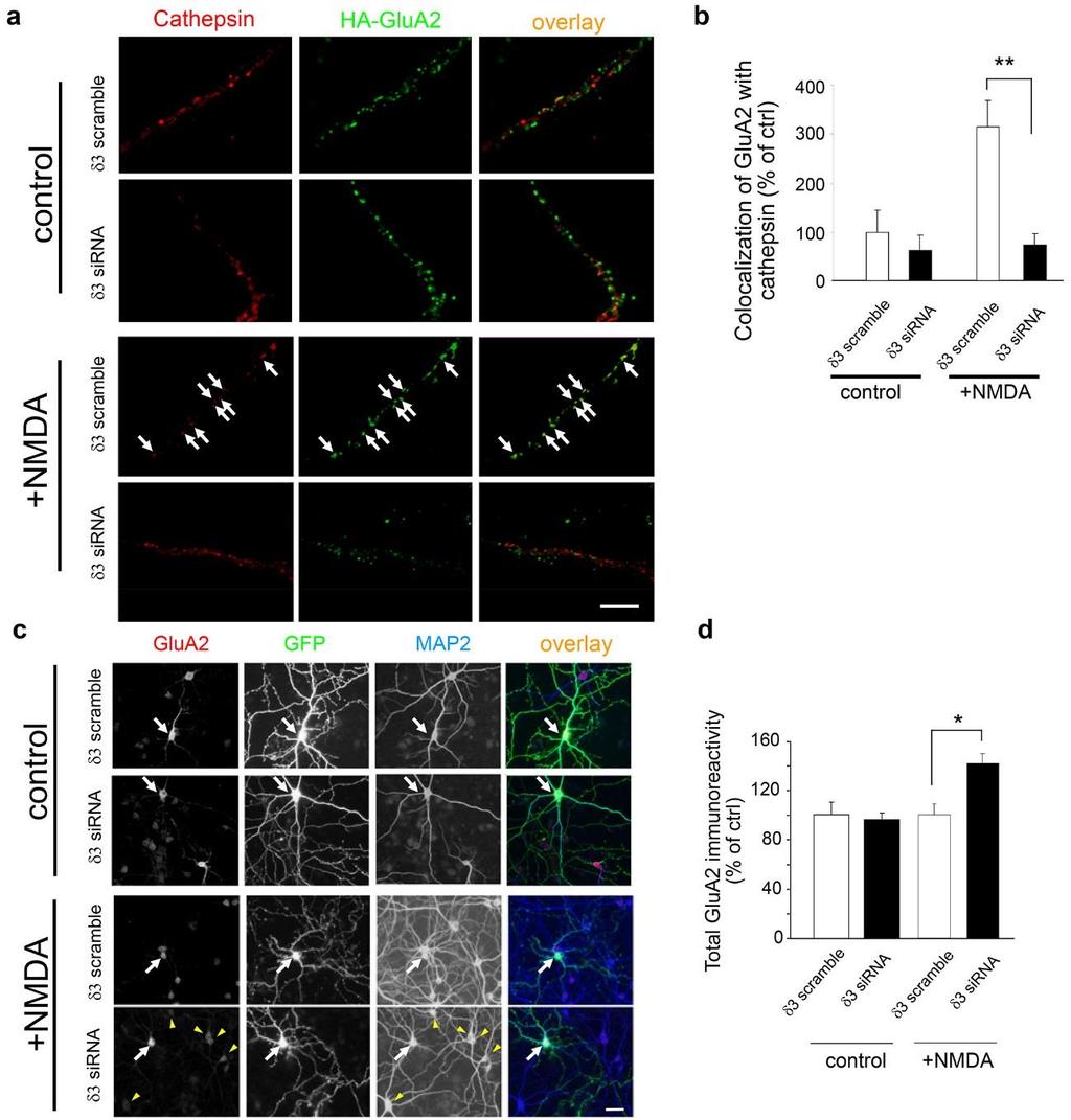 Supplementary Figure S12 AMPA receptors are degraded in lysosomes in an AP-3A-dependent manner. (a) Internalized AMPA receptors colocalize with the lysosome marker cathepsin.