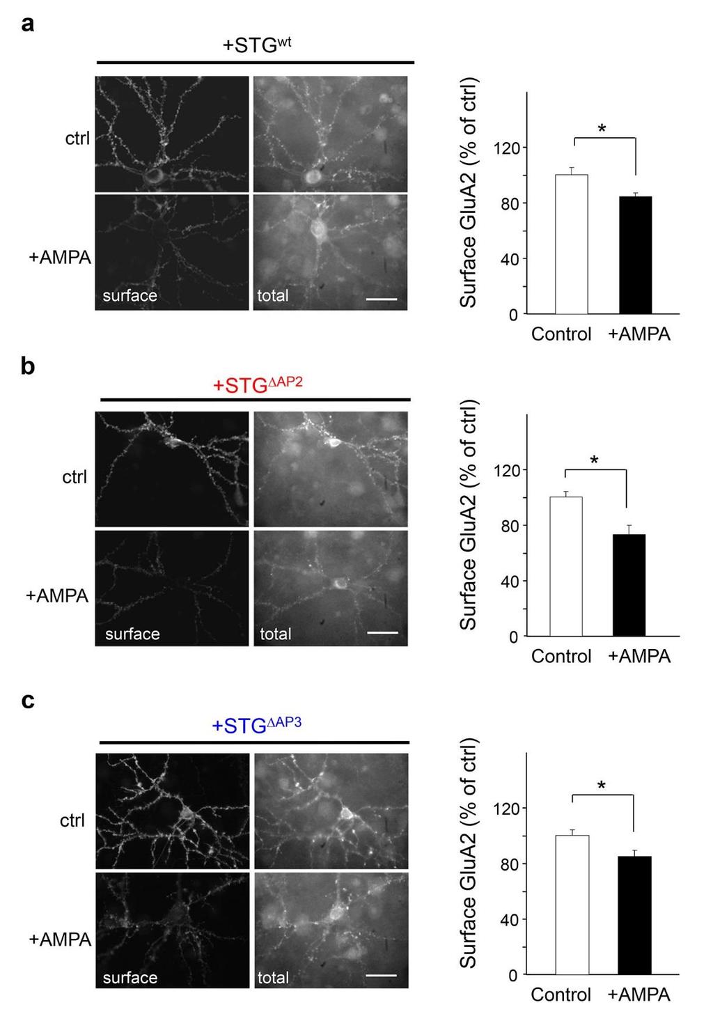 Supplementary Figure S4 STG s binding to AP-2 and AP-3A is not required for the AMPA induced removal of surface GluA2.