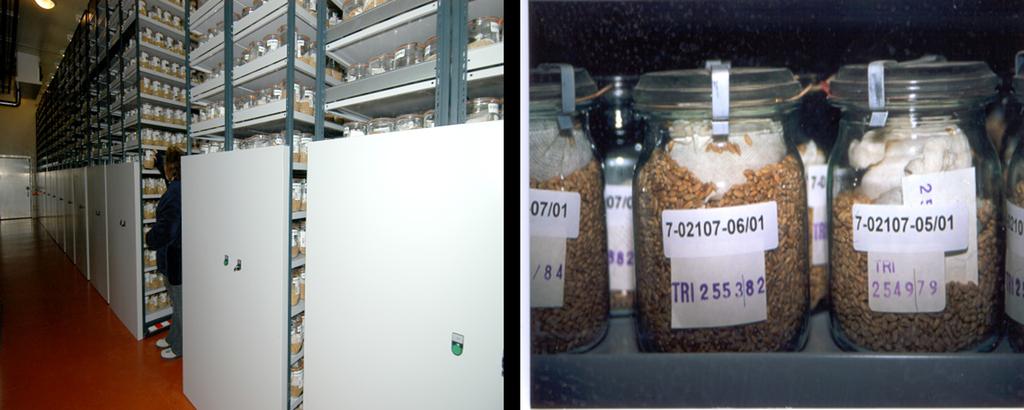 Plant genetic resources maintenance and research 17 Figure 2. View of the cold store (left) and glass jars carrying seeds of wheat (right). Figure 3.