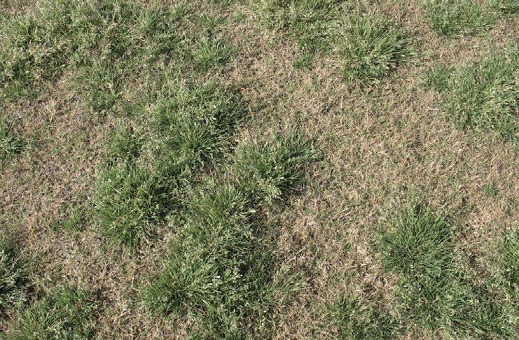 FieldScience Q&A with Laurence Mudge of treating weeds post-emergent. You need to plan and look at the overall costs of controlling the weeds.