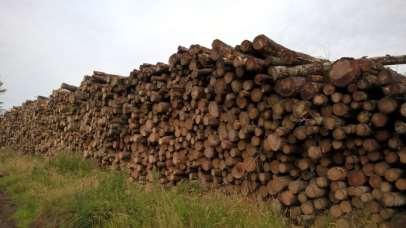 Growing asset which adds value to farm No income tax on timber sales or grants