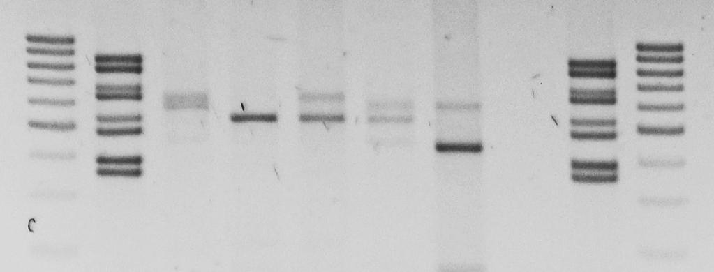 C. Analyzing the Gel 1. Print out a copy of the picture of the DNA gel. 2. Label each lane appropriately.