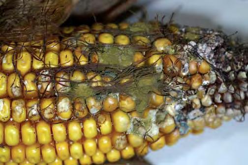 of mycotoxins in Bt maize compared to conventional