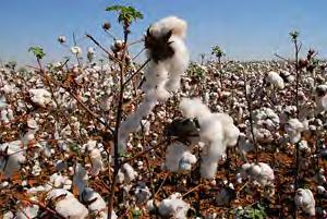 farm survey reveal that Bt-cotton adopting farmers use 41% less