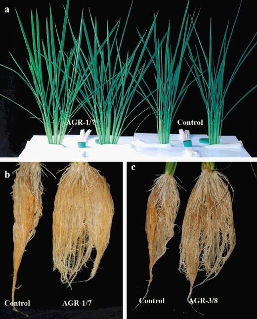 Single genes can increase efficient use of nitrogen Rice (cv.