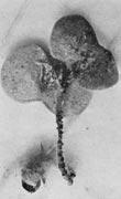 coloured spore exudate. Fig. 3a and 3b. Pycnidia on seed Fig. 2.