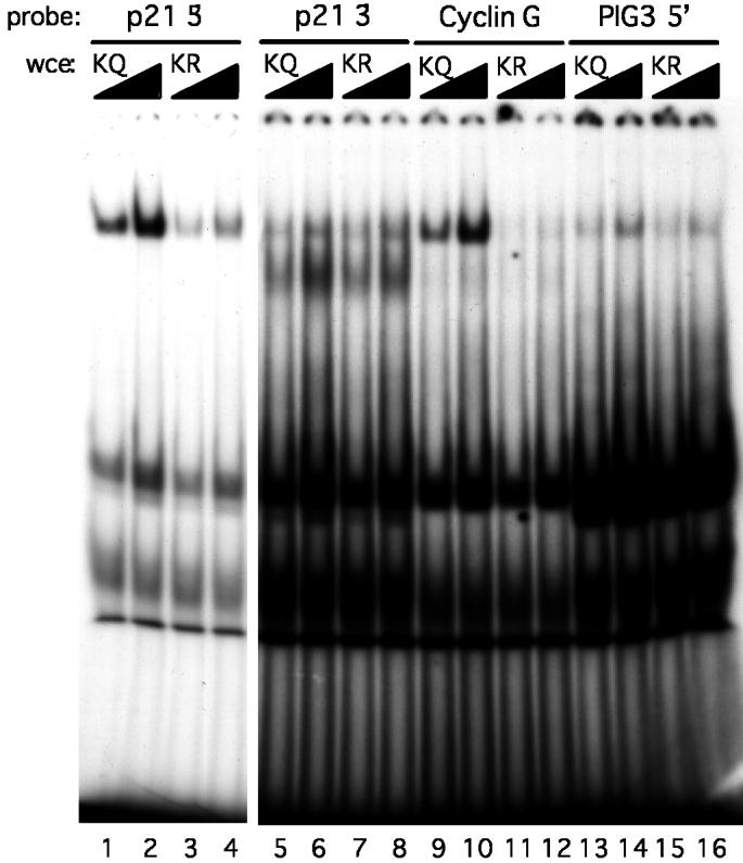 Figure 1: DNA affinity of p53 cells does not correlate with transcriptional activation for a subset of response elements.