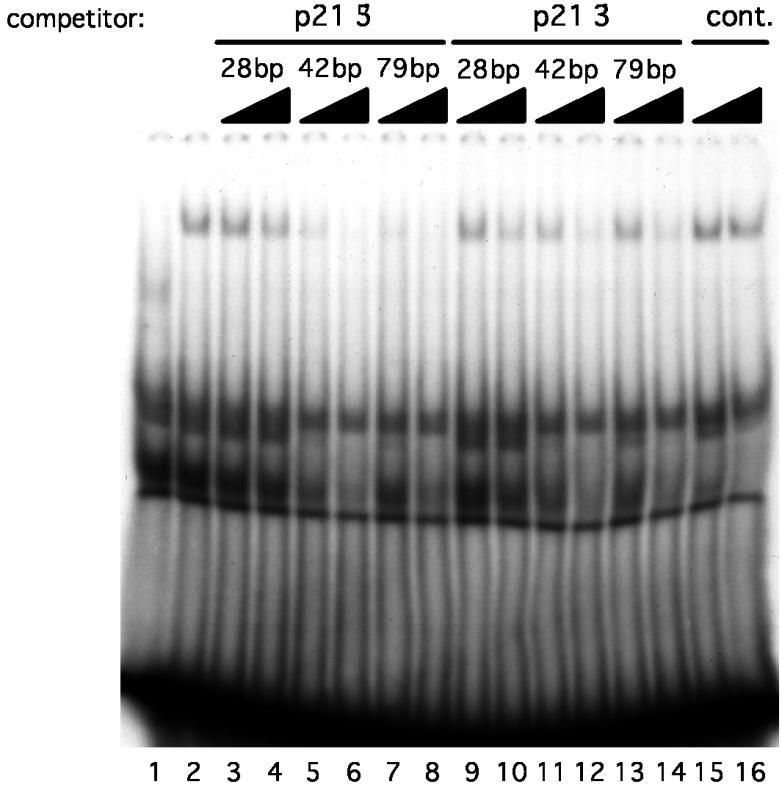 DNAprotein complexes were precipitated with streptavidin beads and the presence of p53 was assayed by Western blot.
